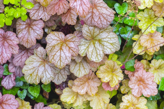 ヒューケラの育て方 日陰の庭 おすすめカラーリーフ 花パピ Papillon パピヨン 喫茶 カラオケ お花